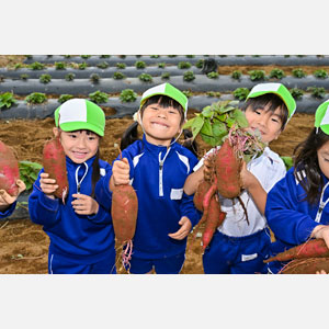 さつま芋掘り